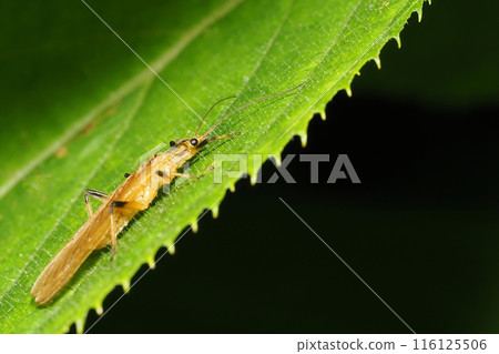 Stone jellyfish Stone jellyfish 116125506