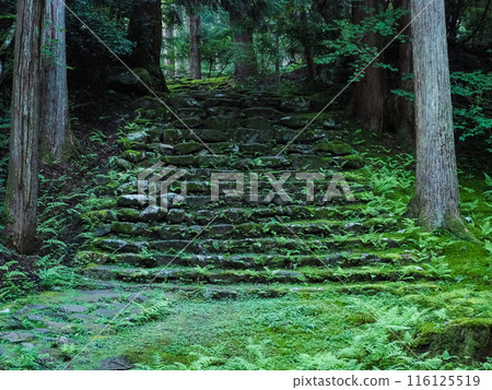Stone-paved road, Heisenji Temple, Katsuyama City, Fukui Prefecture 116125519