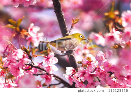 Beautiful pink Kawazu cherry blossoms and a bird (Japanese white-eye) 2 Beautiful pink Kawazu cherry blossoms and a bird (Japanese white-eye) 2 116125556