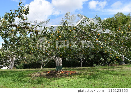 Persimmon tree Shonai, Yamagata Prefecture 116125563