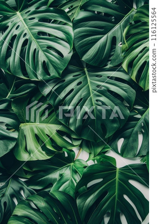 Lush Green Monstera Leaves Pattern 116125564