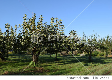 Persimmon tree Shonai, Yamagata Prefecture 116125565