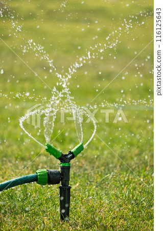 Green lawn automatic irrigation system in park. Watering lawn at heat summer. Close up. 116125643