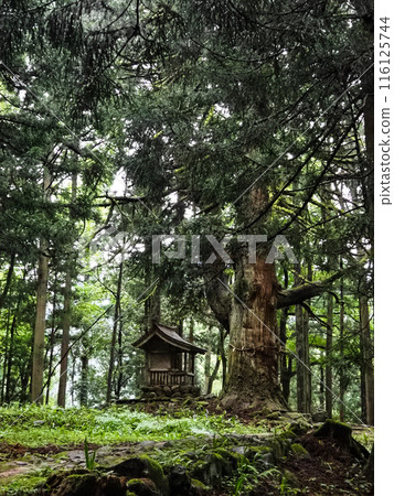 平泉寺白山神社 福井縣勝山市 116125744