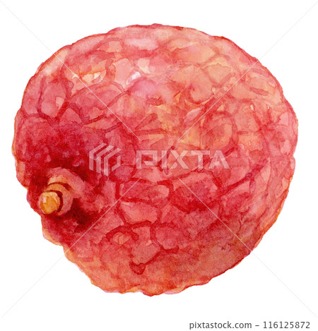 冷凍荔枝水彩插圖 116125872