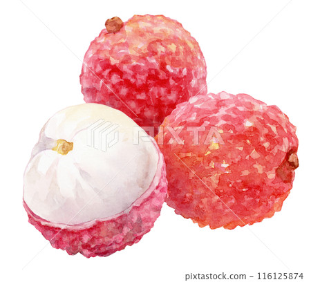 Lychee watercolor illustration 116125874