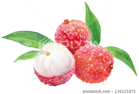 Lychee watercolor illustration 116125875