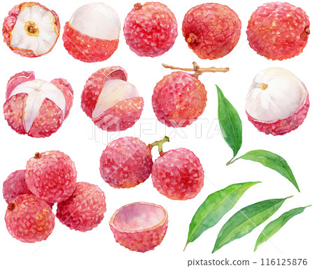 荔枝水彩插畫素材集 116125876