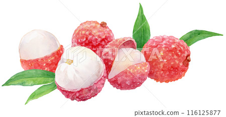 Lots of lychees watercolor illustration 116125877