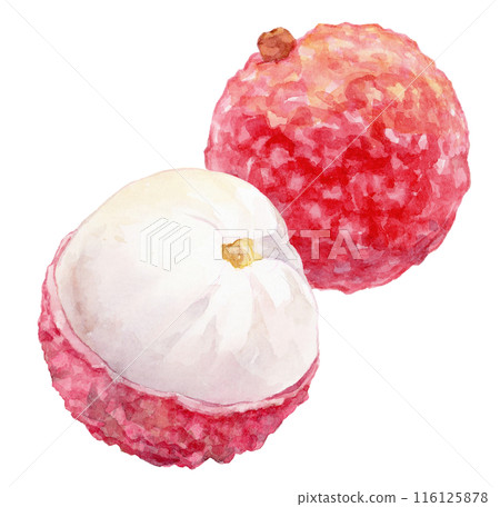 Lychee watercolor illustration Lychee watercolor illustration 116125878