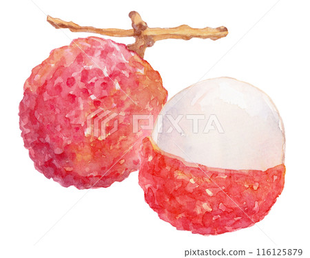 荔枝水彩插圖 116125879