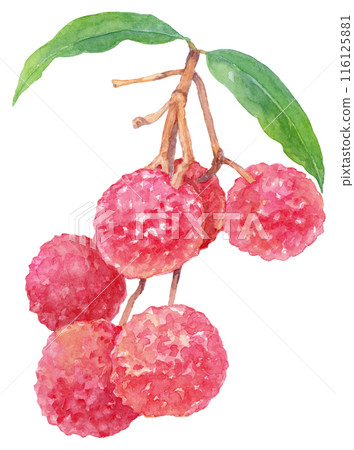 Lychee branch with lots of fruit watercolor illustration 116125881