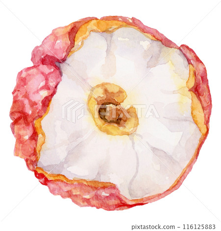 荔枝水彩插圖俯視圖 116125883