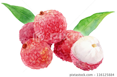 Lots of lychees watercolor illustration 116125884