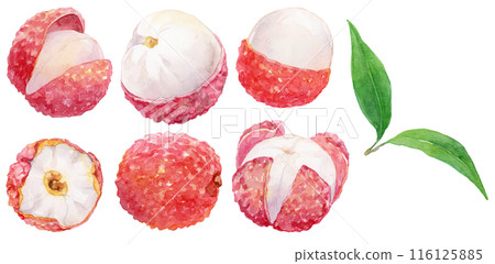 Watercolor illustration of peeled lychee - material set 116125885