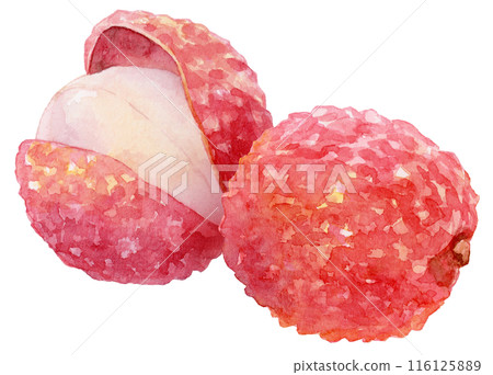 荔枝水彩插圖 116125889