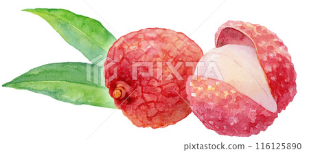 荔枝水彩插圖 116125890