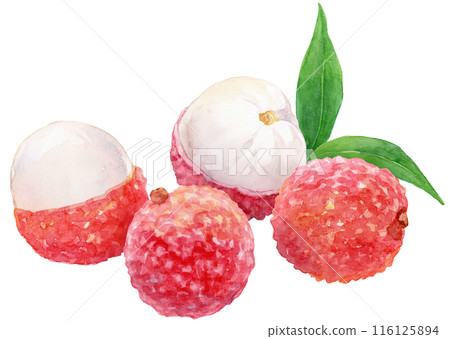 荔枝水彩插圖 4 種水果 116125894