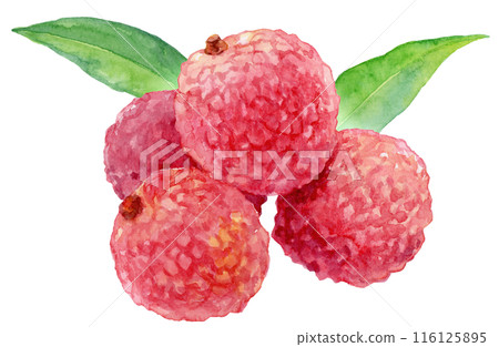 荔枝水彩插圖 116125895