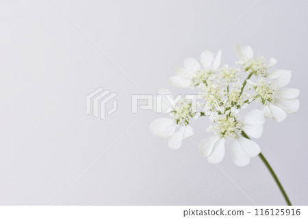 白色蕾絲花 白色蕾絲花 116125916