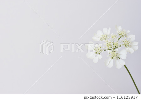 白色蕾絲花 白色蕾絲花 116125917