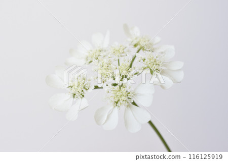 白色蕾絲花 白色蕾絲花 116125919