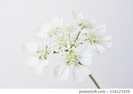 白色蕾絲花 白色蕾絲花 116125920