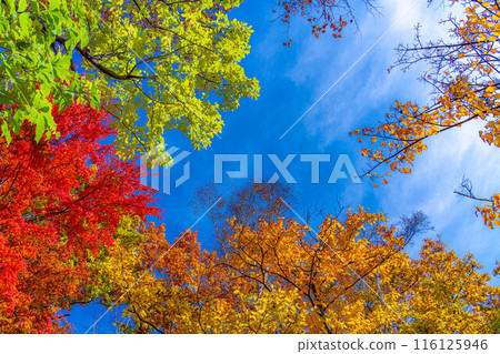 [Autumn leaves material] Autumn leaves trees in Shiga Kogen [Nagano Prefecture] 116125946