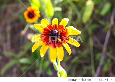 Rudbeckia hirta yellow flowers in a garden. Black-eyed Susan plants in flowering season. Rudbeckia hirta yellow flowers in a garden. Black-eyed Susan plants in flowering season. 116126102