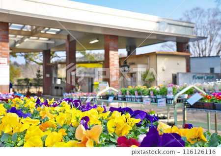 [Hyogo Prefectural Flower Center] Iimori, Toyokura-cho, Kasai City, Hyogo Prefecture 116126116