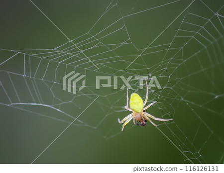 A spider on a web on a blurred green background. A spider on a web on a blurred green background. 116126131