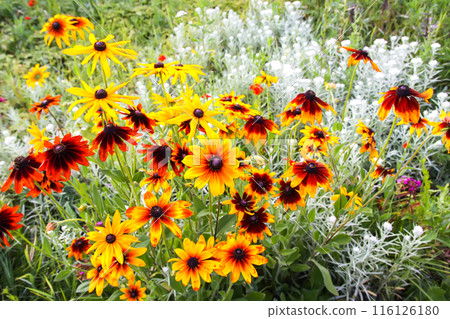 Rudbeckia hirta yellow flowers in a garden. Black-eyed Susan plants in flowering season. Rudbeckia hirta yellow flowers in a garden. Black-eyed Susan plants in flowering season. 116126180