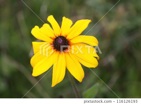 Rudbeckia hirta yellow flowers in a garden. Black-eyed Susan plants in flowering season. 116126193