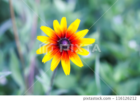 Rudbeckia hirta yellow flowers in a garden. Black-eyed Susan plants in flowering season. Rudbeckia hirta yellow flowers in a garden. Black-eyed Susan plants in flowering season. 116126212