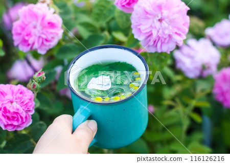 Herbal tea in ceramic cup on summer garden background with rose flowers in bloom. 116126216