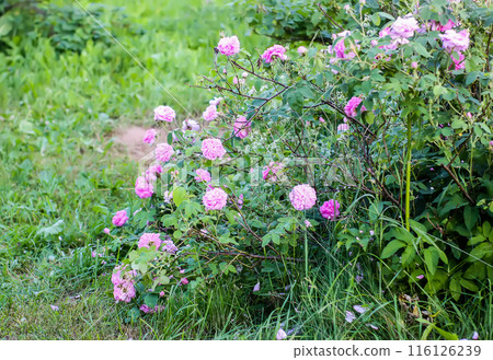 Delicate, fragrant, and fragile pink roses in bloom in a summer garden. 116126239