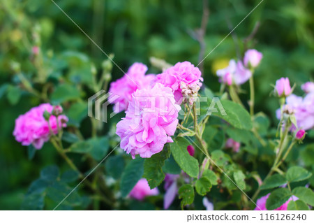 Delicate, fragrant, and fragile pink roses in bloom in a summer garden. 116126240