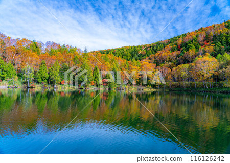 [紅葉素材] 秋天的志賀高原和木戶池的紅葉[長野縣] 116126242