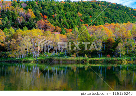 [紅葉素材] 秋天的志賀高原和木戶池的紅葉[長野縣] 116126243