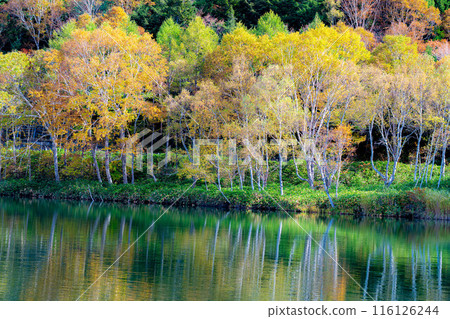[紅葉素材] 秋天的志賀高原和木戶池的紅葉[長野縣] 116126244