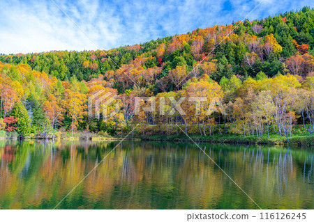 [Autumn leaves material] Autumn leaves of Shiga Highlands and Kido Pond in autumn [Nagano Prefecture] 116126245