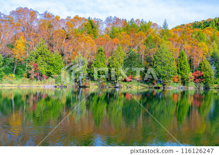 [紅葉素材] 秋天的志賀高原和木戶池的紅葉[長野縣] 116126247