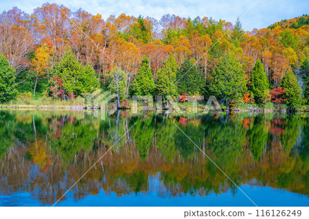 [Autumn leaves material] Autumn leaves of Shiga Highlands and Kido Pond in autumn [Nagano Prefecture] 116126249