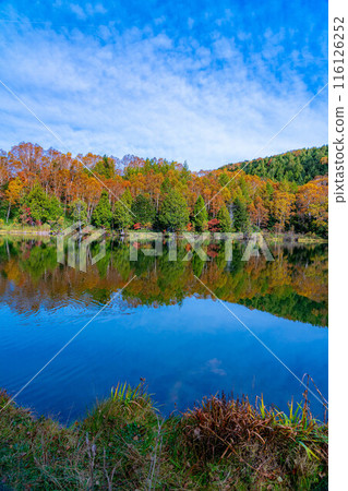 [Autumn leaves material] Autumn leaves of Shiga Highlands and Kido Pond in autumn [Nagano Prefecture] 116126252