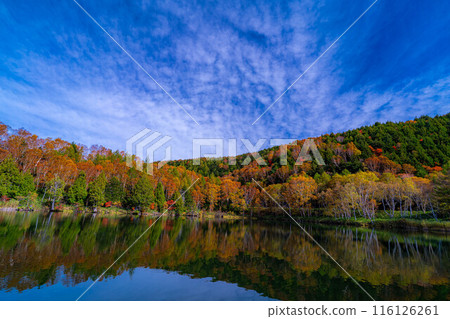 [Autumn leaves material] Autumn leaves of Shiga Highlands and Kido Pond in autumn [Nagano Prefecture] 116126261