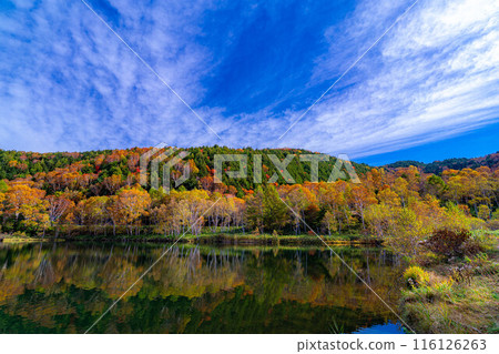 [紅葉素材] 秋天的志賀高原和木戶池的紅葉[長野縣] 116126263