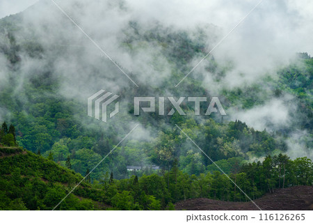 Fresh greenery and rainy mist [Ikeda Town, Kitaazumi District] 116126265