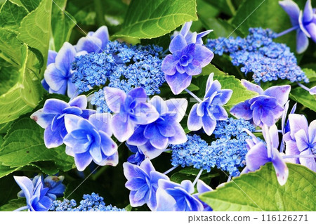 Hydrangea complement Hydrangea complement 116126271