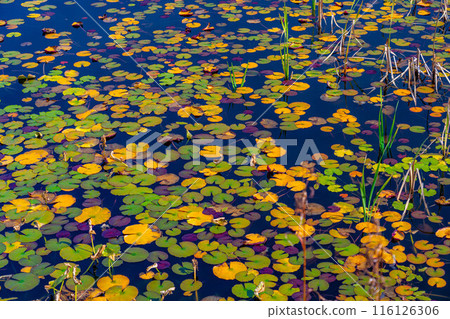 [Autumn leaves material] Autumn leaves of Shiga Highlands and Lotus Pond [Nagano Prefecture] 116126306
