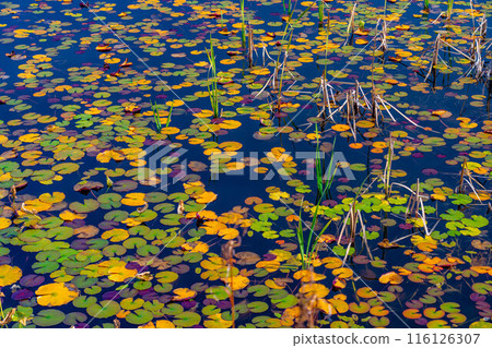 [Autumn leaves material] Autumn leaves of Shiga Highlands and Lotus Pond [Nagano Prefecture] 116126307